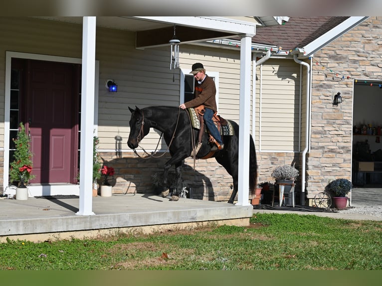American Quarter Horse Wałach 5 lat 155 cm Kara in Batesville