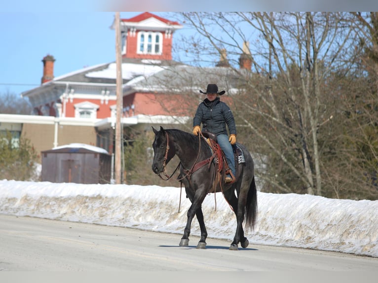 American Quarter Horse Wałach 5 lat 155 cm Karodereszowata in Clarion