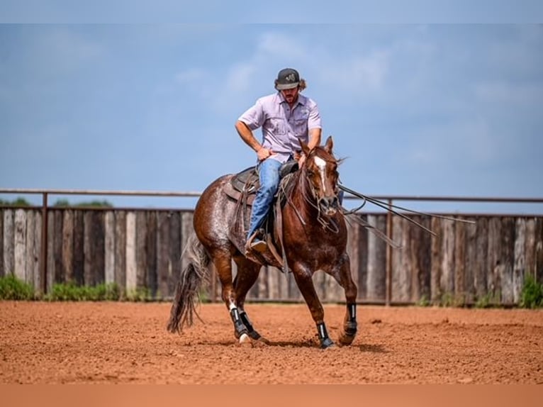 American Quarter Horse Wałach 5 lat 155 cm Kasztanowatodereszowata in Waco