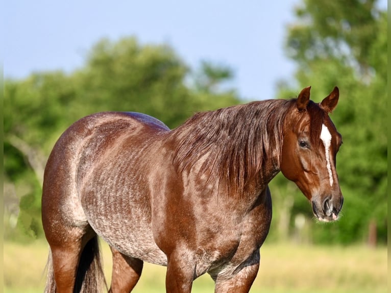 American Quarter Horse Wałach 5 lat 155 cm Kasztanowatodereszowata in Waco