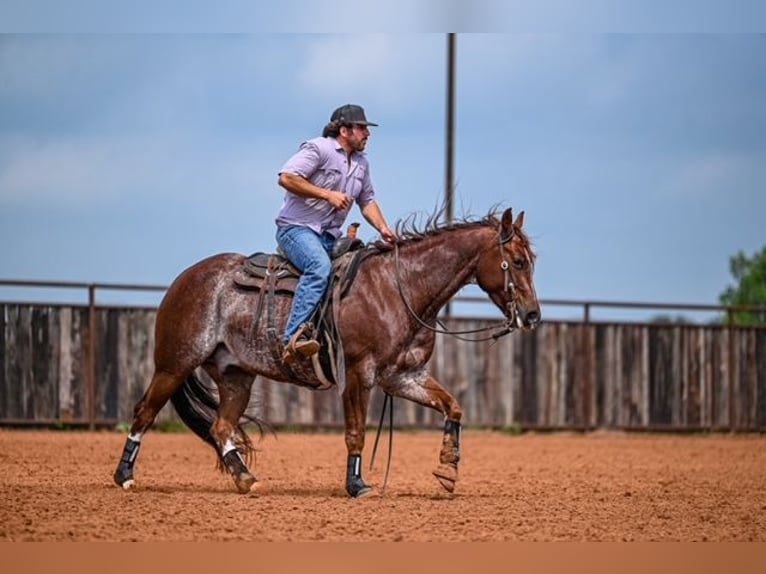 American Quarter Horse Wałach 5 lat 155 cm Kasztanowatodereszowata in Waco