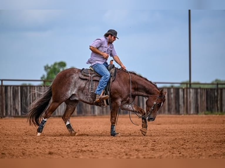 American Quarter Horse Wałach 5 lat 155 cm Kasztanowatodereszowata in Waco