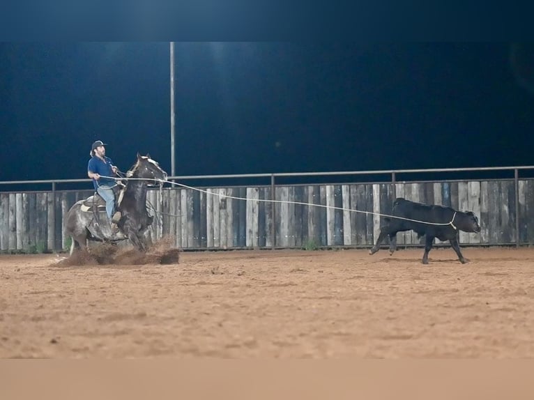 American Quarter Horse Wałach 5 lat 155 cm Kasztanowatodereszowata in Waco