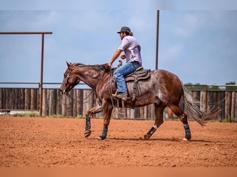 American Quarter Horse Wałach 5 lat 155 cm Kasztanowatodereszowata in Waco