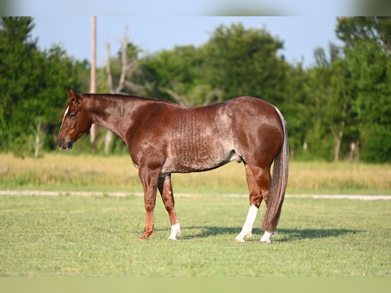 American Quarter Horse Wałach 5 lat 155 cm Kasztanowatodereszowata in Waco