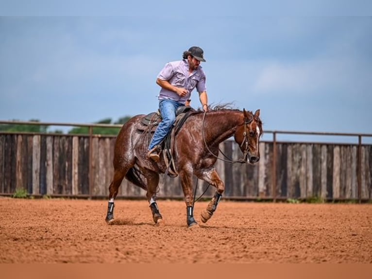 American Quarter Horse Wałach 5 lat 155 cm Kasztanowatodereszowata in Waco