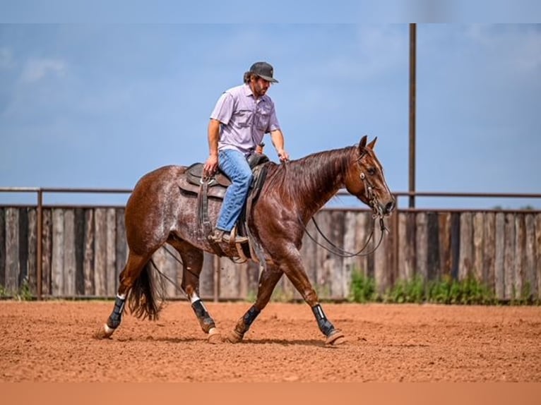 American Quarter Horse Wałach 5 lat 155 cm Kasztanowatodereszowata in Waco