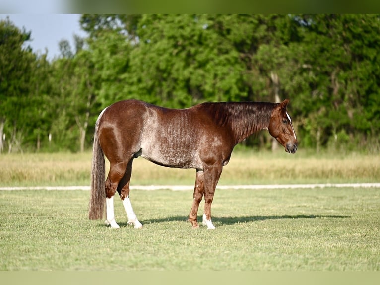 American Quarter Horse Wałach 5 lat 155 cm Kasztanowatodereszowata in Waco