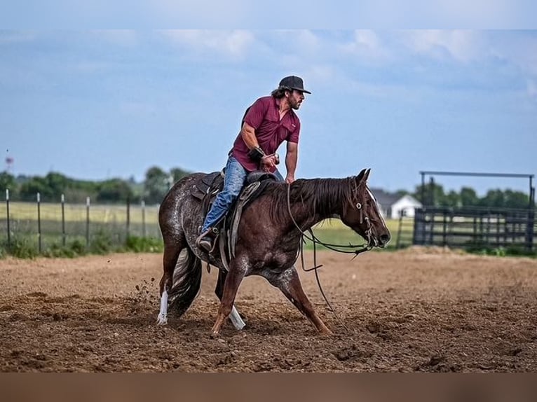 American Quarter Horse Wałach 5 lat 155 cm Kasztanowatodereszowata in Waco