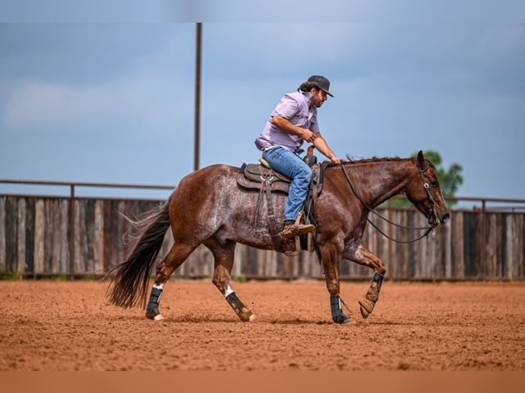 American Quarter Horse Wałach 5 lat 155 cm Kasztanowatodereszowata in Waco