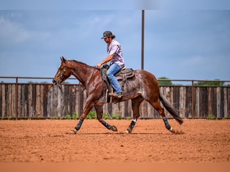 American Quarter Horse Wałach 5 lat 155 cm Kasztanowatodereszowata in Waco
