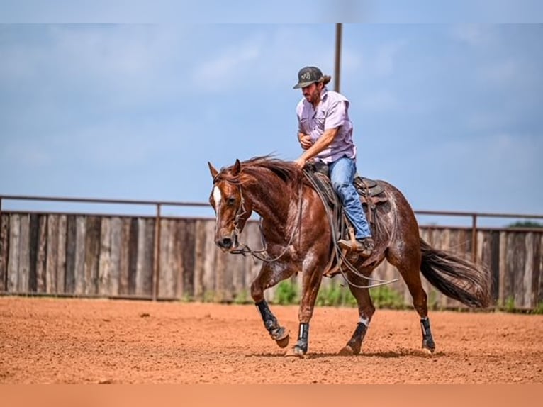 American Quarter Horse Wałach 5 lat 155 cm Kasztanowatodereszowata in Waco