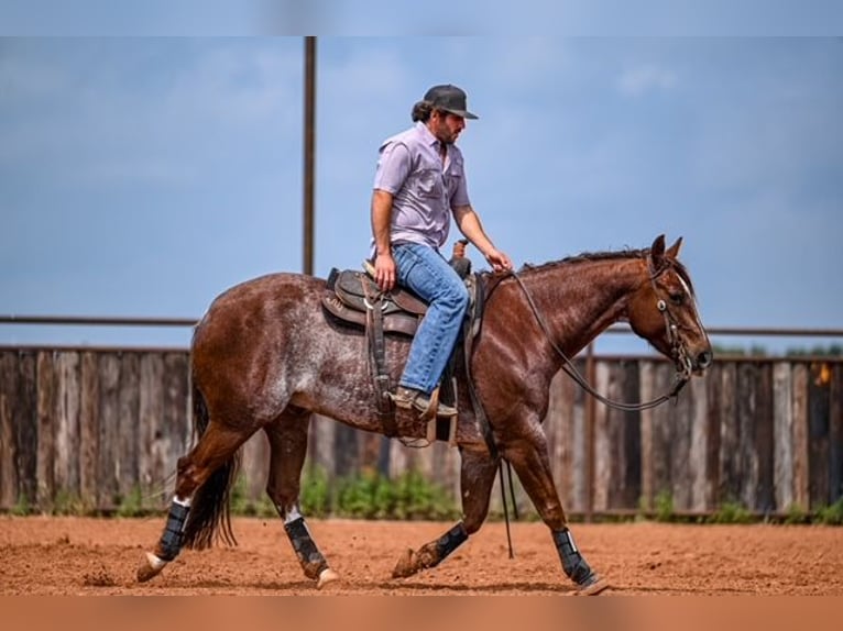 American Quarter Horse Wałach 5 lat 155 cm Kasztanowatodereszowata in Waco