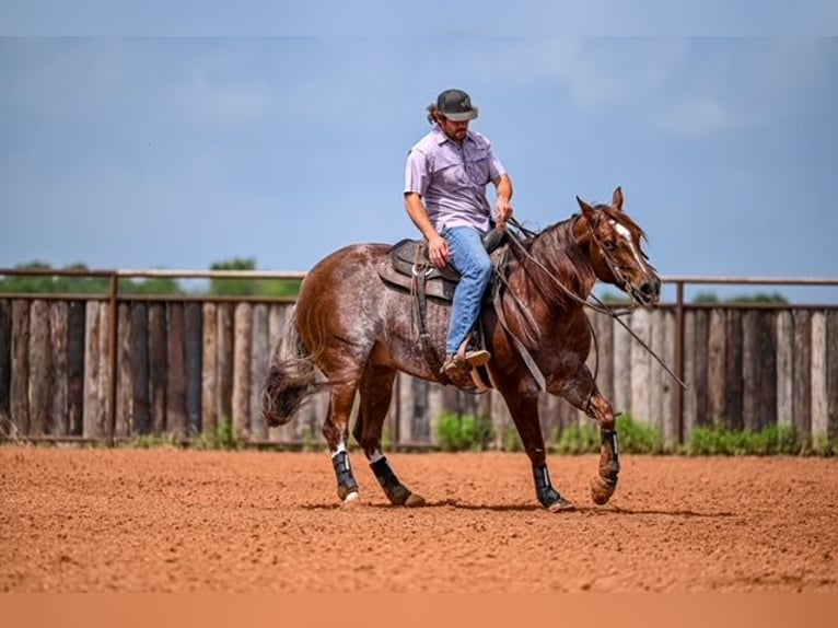 American Quarter Horse Wałach 5 lat 155 cm Kasztanowatodereszowata in Waco