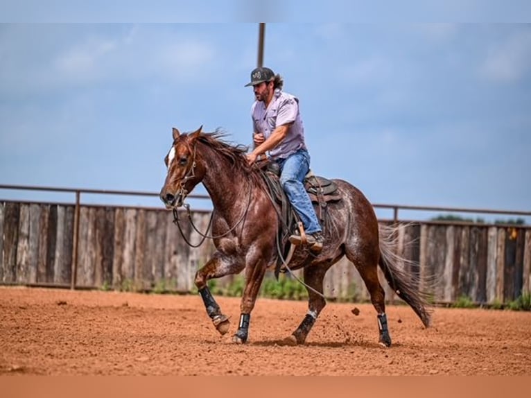 American Quarter Horse Wałach 5 lat 155 cm Kasztanowatodereszowata in Waco