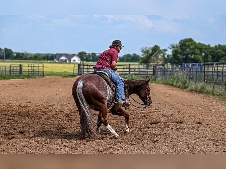 American Quarter Horse Wałach 5 lat 155 cm Kasztanowatodereszowata in Waco