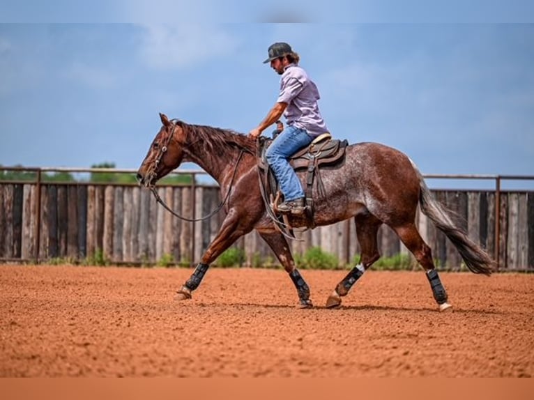 American Quarter Horse Wałach 5 lat 155 cm Kasztanowatodereszowata in Waco