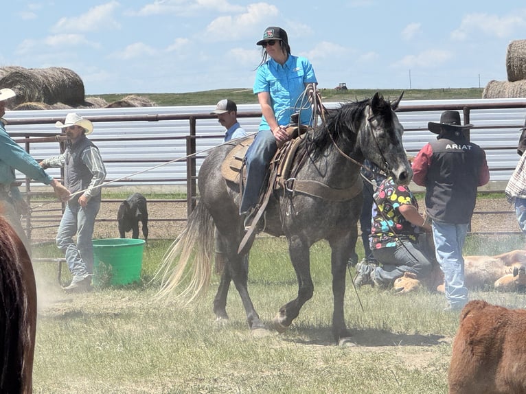 American Quarter Horse Wałach 5 lat 155 cm Siwa in Whitewood
