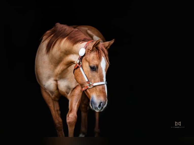 American Quarter Horse Wałach 5 lat 156 cm Bułana in Tannheim
