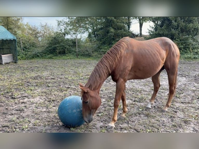 American Quarter Horse Wałach 5 lat 156 cm Kasztanowata in Schiffweiler/Heiigenwald