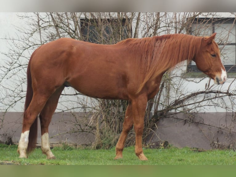 American Quarter Horse Wałach 5 lat 156 cm Kasztanowata in Laubach