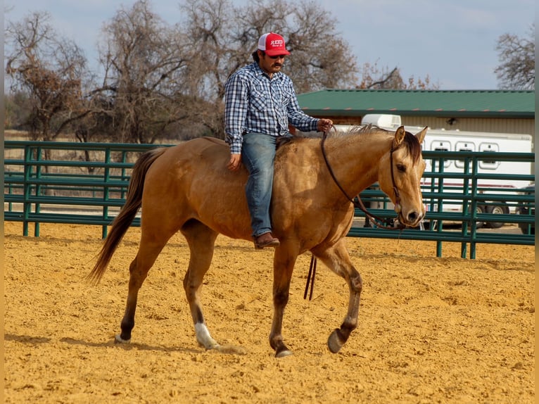 American Quarter Horse Wałach 5 lat 157 cm Bułana in Stephenville