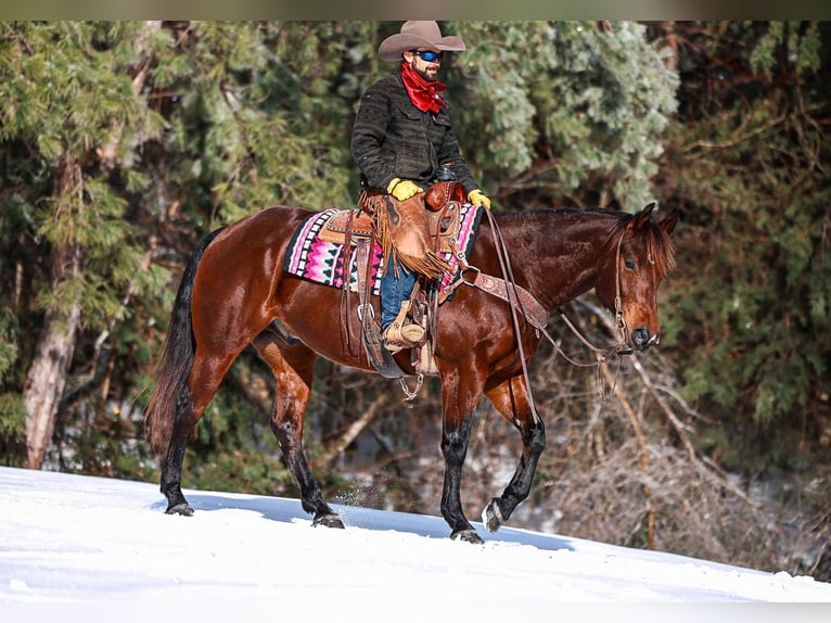 American Quarter Horse Wałach 5 lat 157 cm Gniada in Lyles