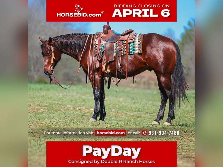 American Quarter Horse Wałach 5 lat 157 cm Gniada in Lyles