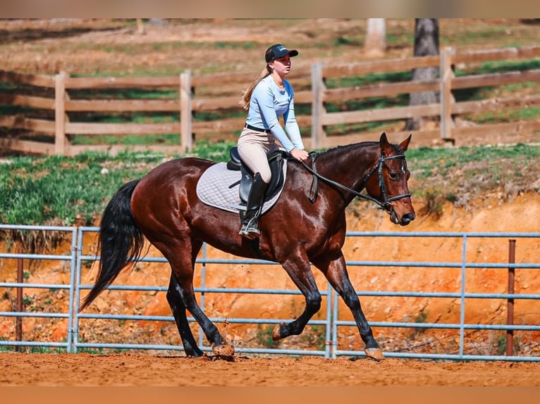 American Quarter Horse Wałach 5 lat 157 cm Gniada in Lyles
