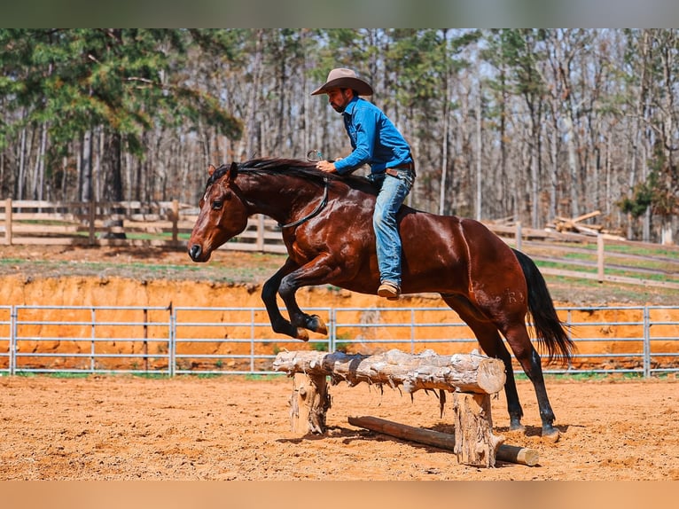 American Quarter Horse Wałach 5 lat 157 cm Gniada in Lyles