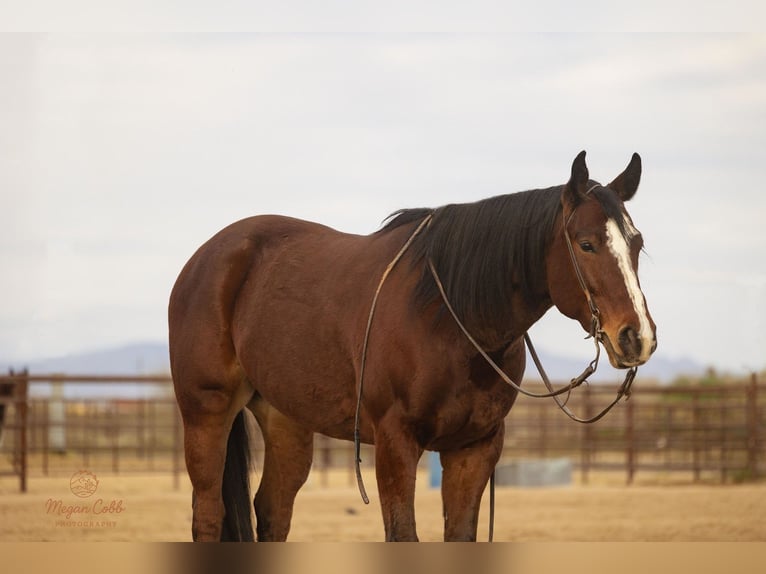 American Quarter Horse Wałach 5 lat 157 cm Gniada in Wickenburg