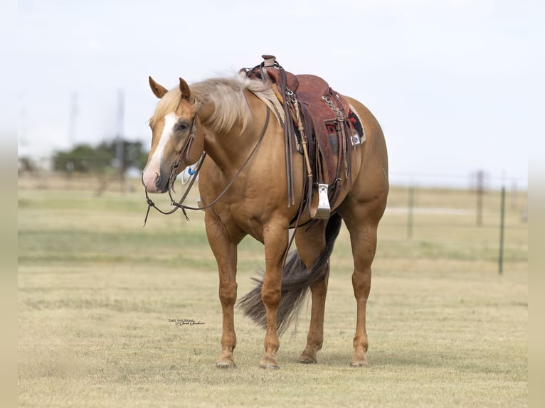 American Quarter Horse Wałach 5 lat 157 cm Izabelowata in Canyon, TX