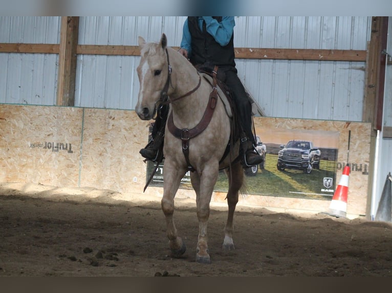 American Quarter Horse Wałach 5 lat 157 cm Izabelowata in Cincinnati