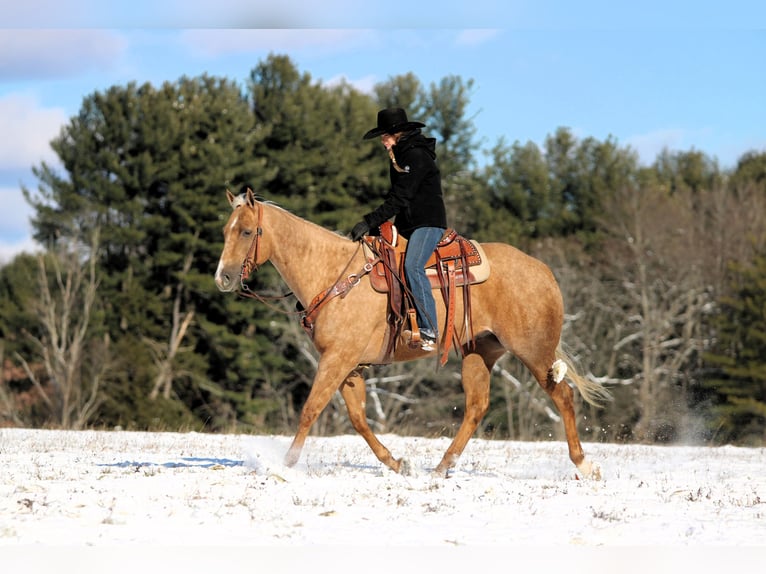 American Quarter Horse Wałach 5 lat 157 cm Izabelowata in Clarion