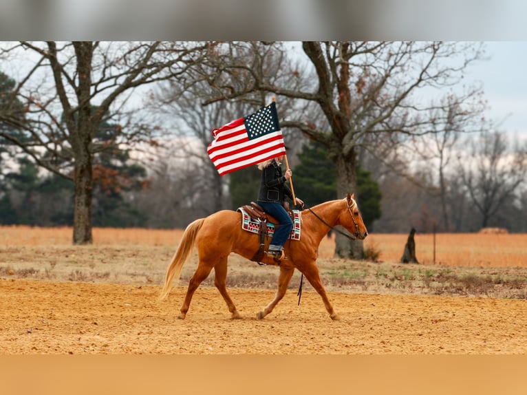American Quarter Horse Wałach 5 lat 157 cm Izabelowata in Quitman