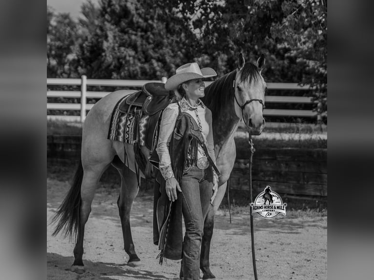 American Quarter Horse Wałach 5 lat 157 cm Jelenia in Wickenburg