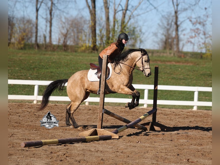 American Quarter Horse Wałach 5 lat 157 cm Jelenia in Wickenburg