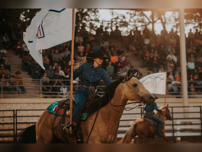 American Quarter Horse Wałach 5 lat 157 cm Jelenia in Wickenburg
