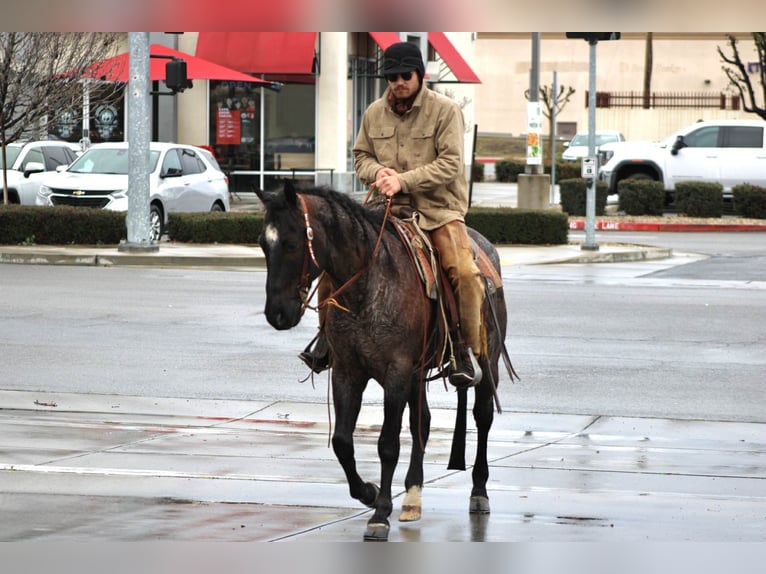 American Quarter Horse Wałach 5 lat 157 cm Karodereszowata in Atwater