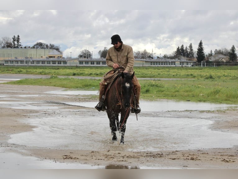 American Quarter Horse Wałach 5 lat 157 cm Karodereszowata in Atwater