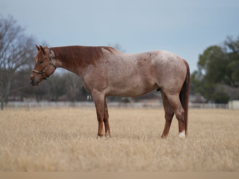 American Quarter Horse Wałach 5 lat 157 cm Kasztanowatodereszowata in Terrell
