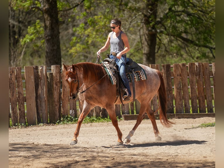 American Quarter Horse Wałach 5 lat 157 cm Kasztanowatodereszowata in Terrell