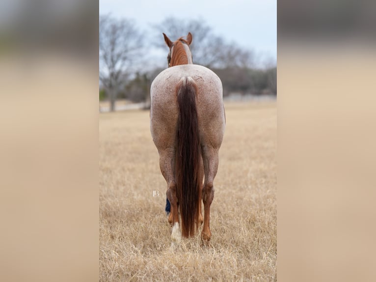 American Quarter Horse Wałach 5 lat 157 cm Kasztanowatodereszowata in Terrell
