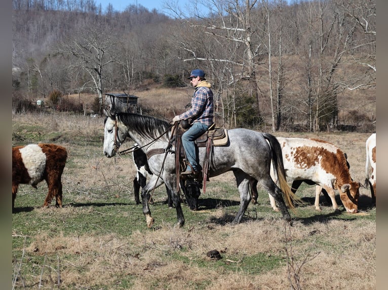 American Quarter Horse Wałach 5 lat 157 cm Siwa jabłkowita in Berea, KY