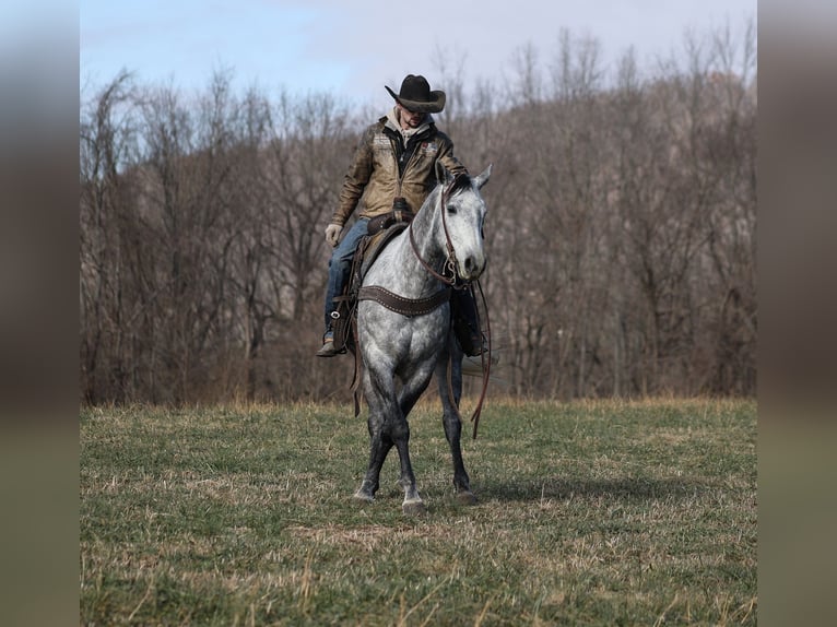 American Quarter Horse Wałach 5 lat 157 cm Siwa jabłkowita in Berea, KY