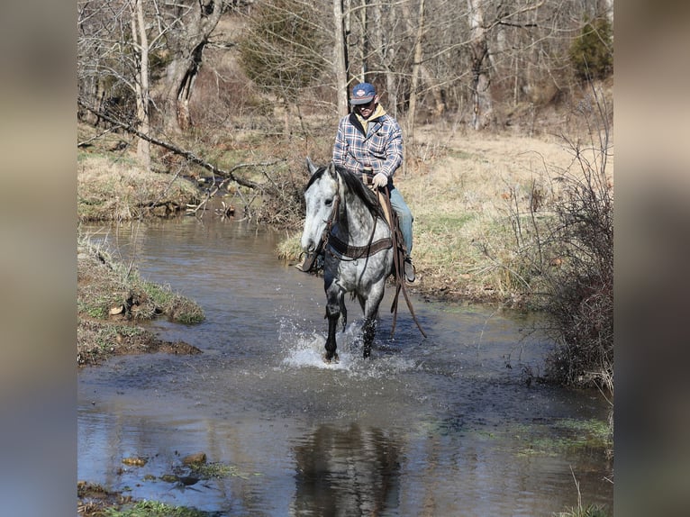 American Quarter Horse Wałach 5 lat 157 cm Siwa jabłkowita in Berea, KY