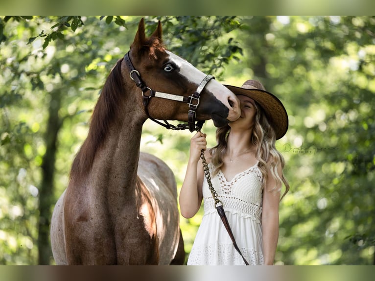 American Quarter Horse Wałach 5 lat 158 cm Kasztanowatodereszowata in Illingen