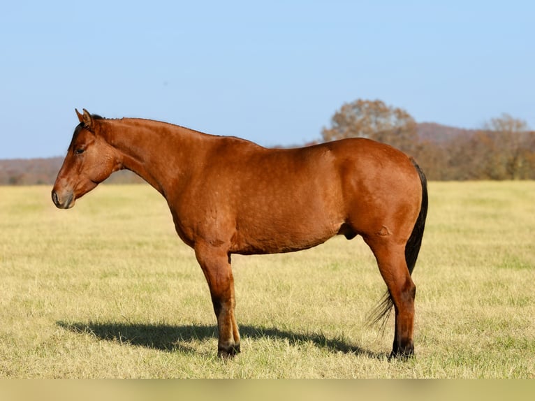 American Quarter Horse Wałach 5 lat 160 cm Bułana in Crab Orchard