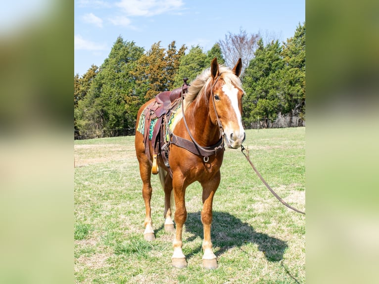 American Quarter Horse Wałach 5 lat 160 cm Ciemnokasztanowata in Greenville KY