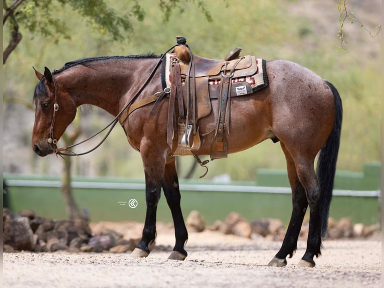 American Quarter Horse Wałach 5 lat 160 cm Gniadodereszowata in Cave Creek, AZ